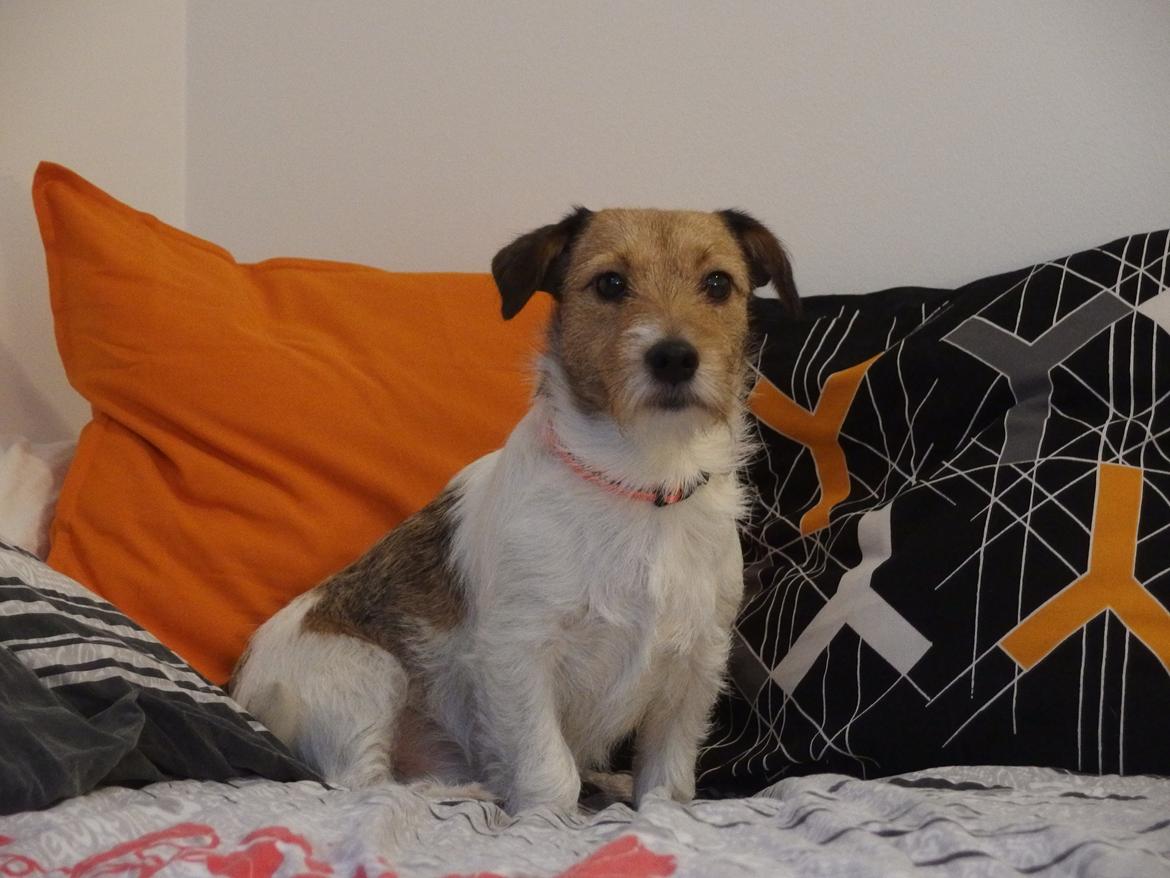 Jack russell terrier Amy billede 6