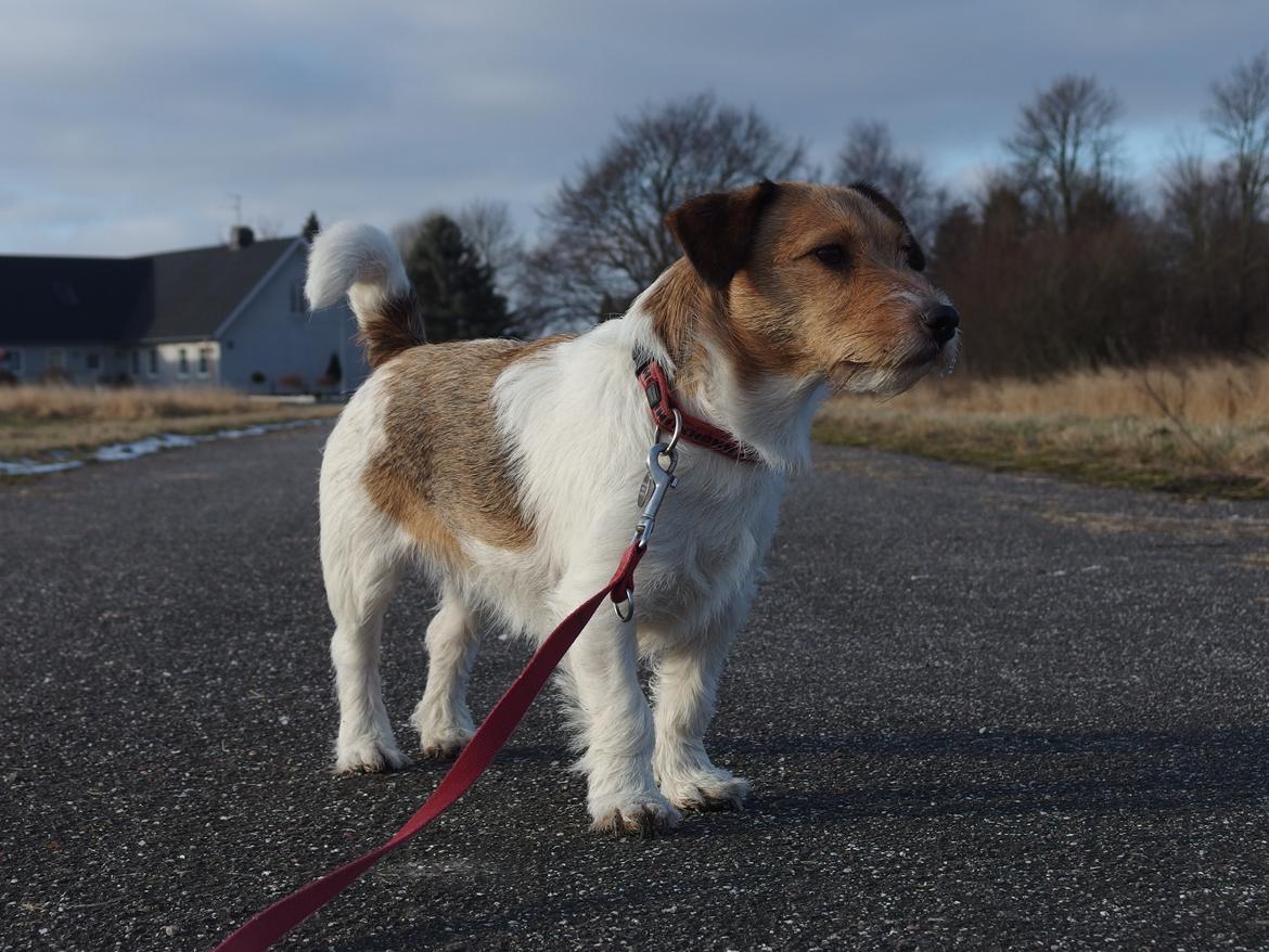 Jack russell terrier Amy billede 3