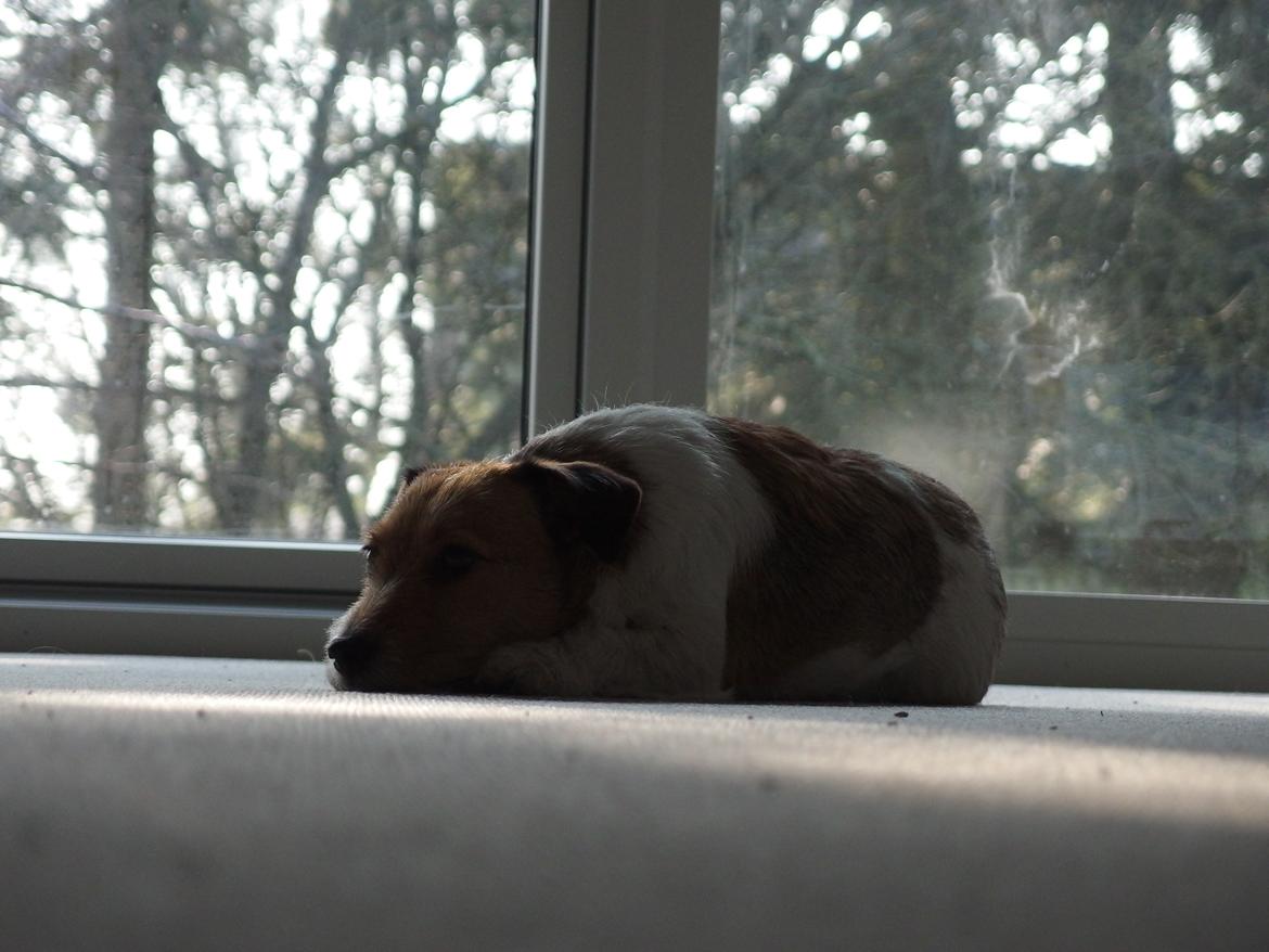 Jack russell terrier Amy billede 21