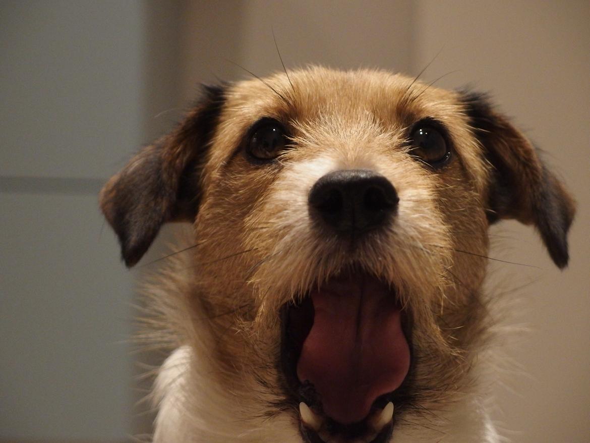 Jack russell terrier Amy billede 11