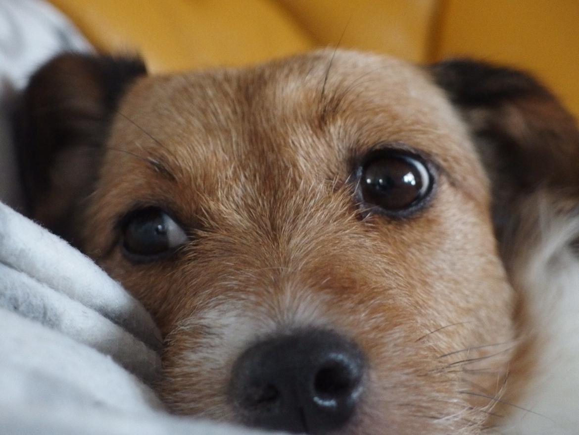 Jack russell terrier Amy billede 7