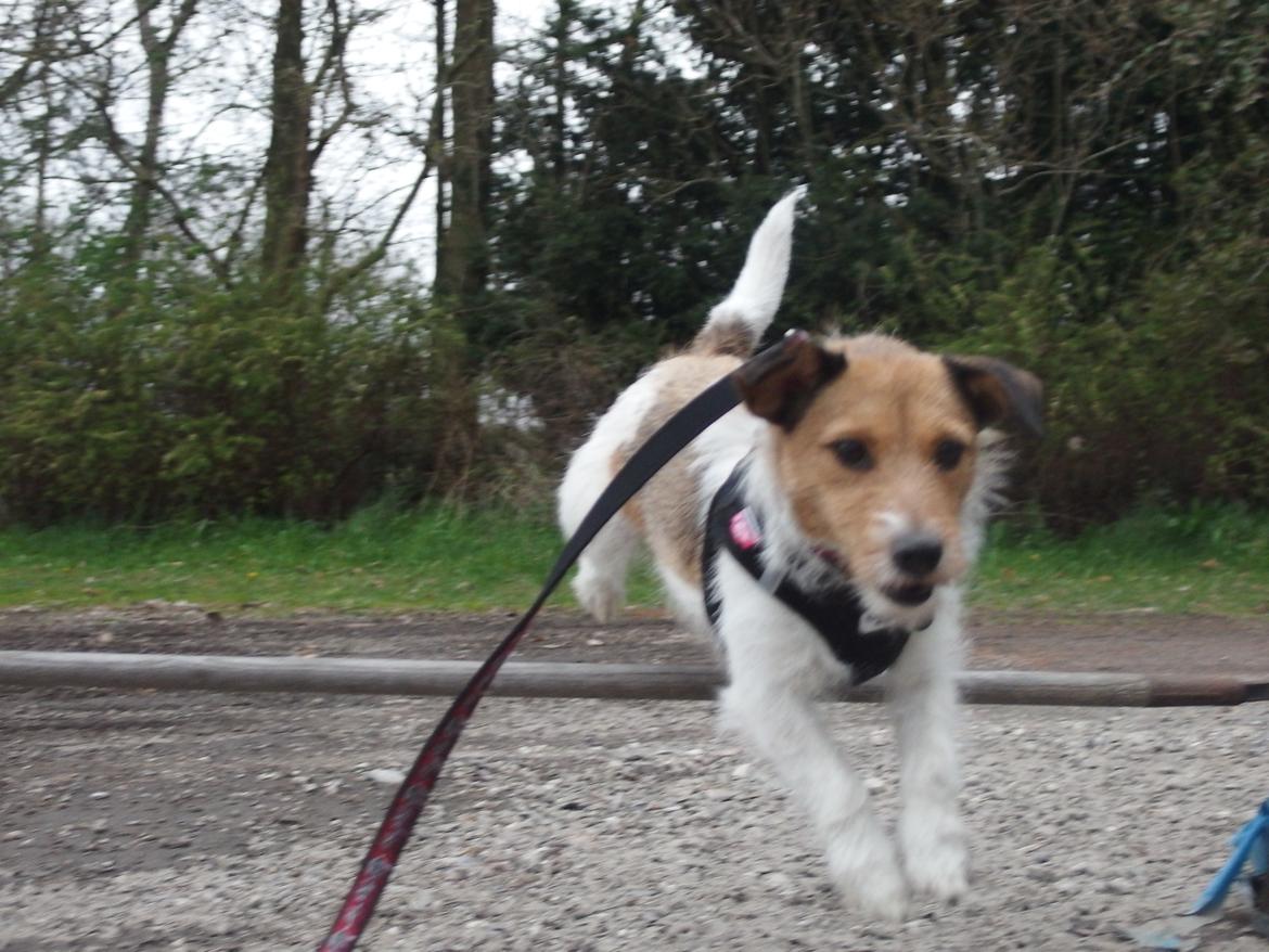 Jack russell terrier Amy billede 4