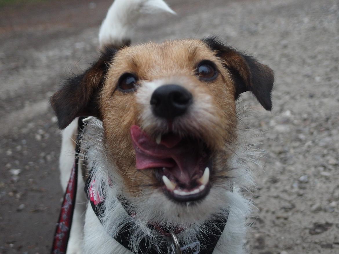 Jack russell terrier Amy billede 8