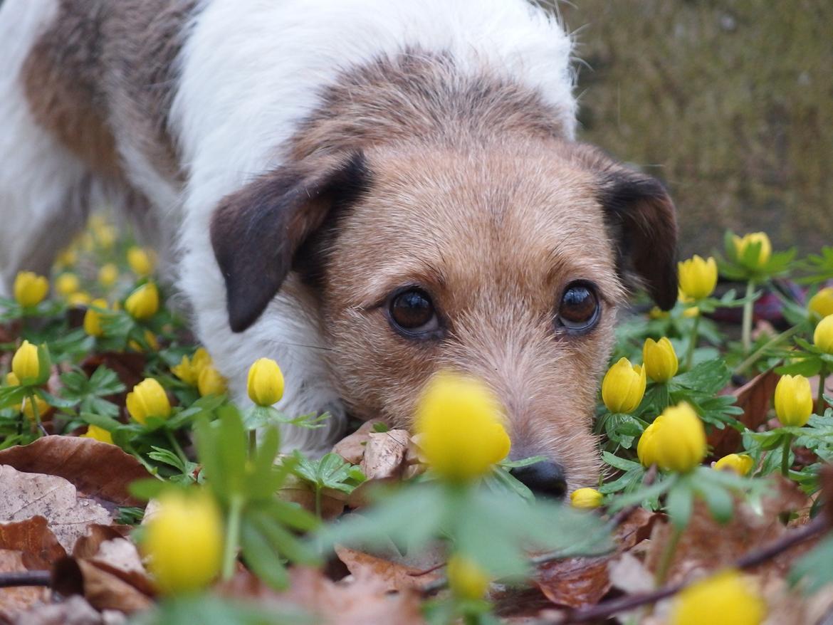 Jack russell terrier Amy billede 9