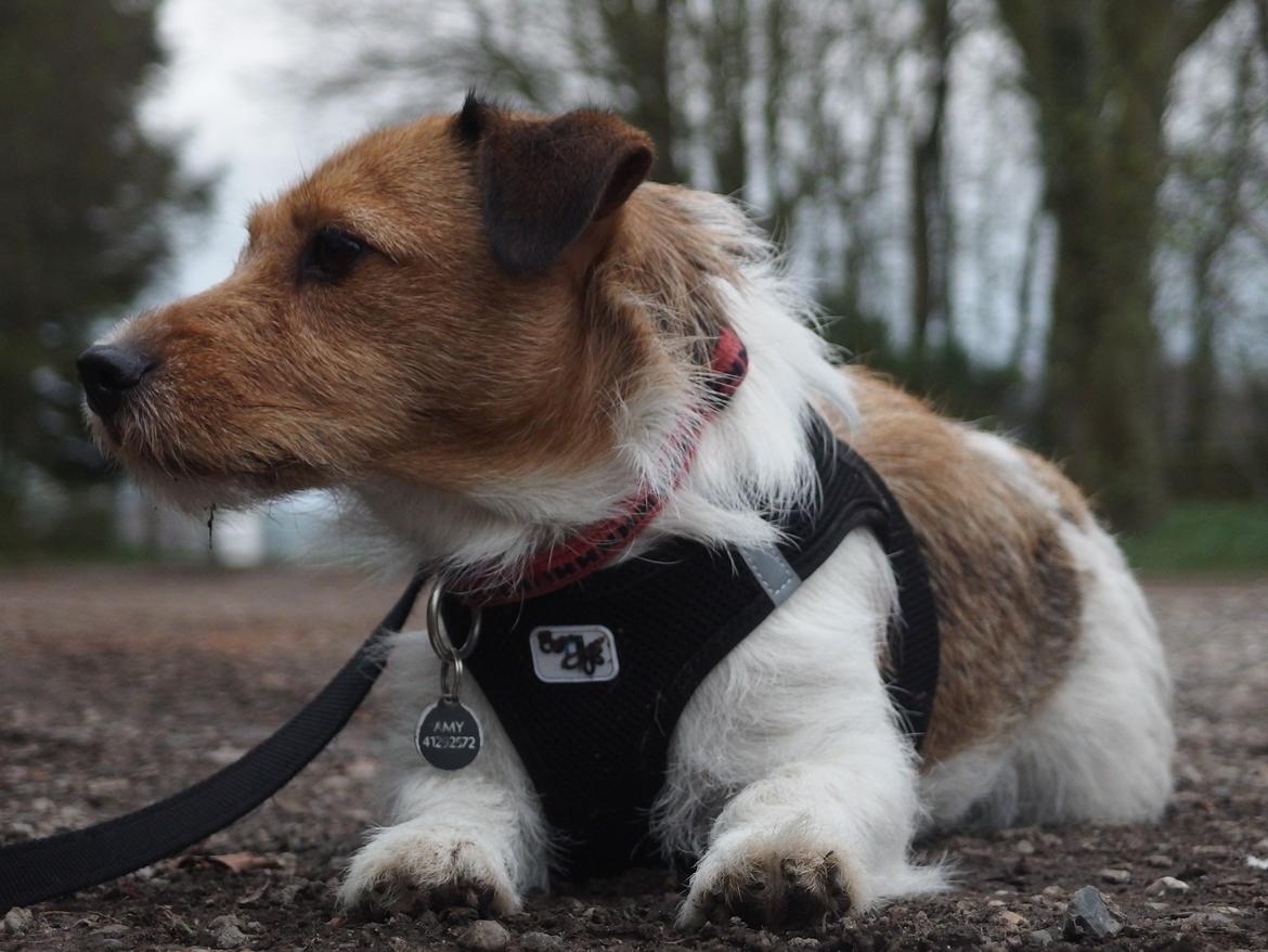 Jack russell terrier Amy billede 5