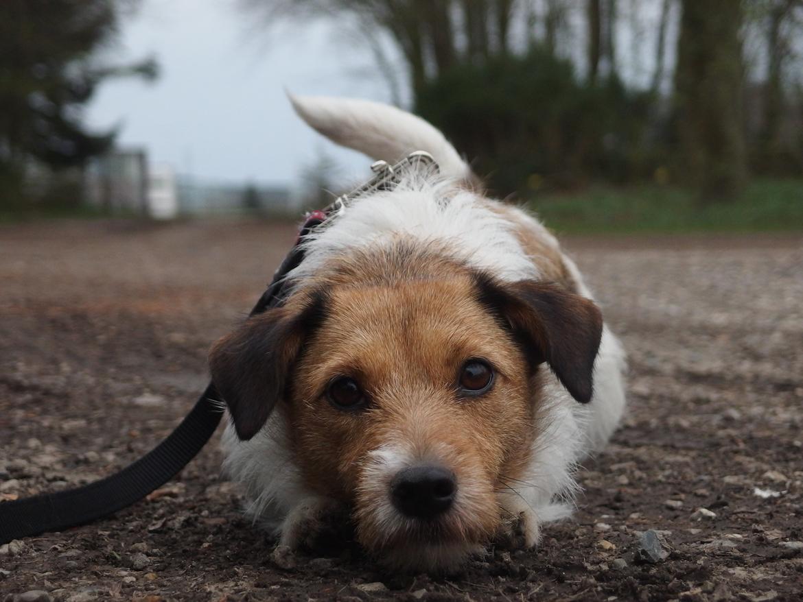 Jack russell terrier Amy billede 2