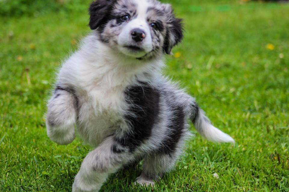Australian shepherd Pepper billede 5