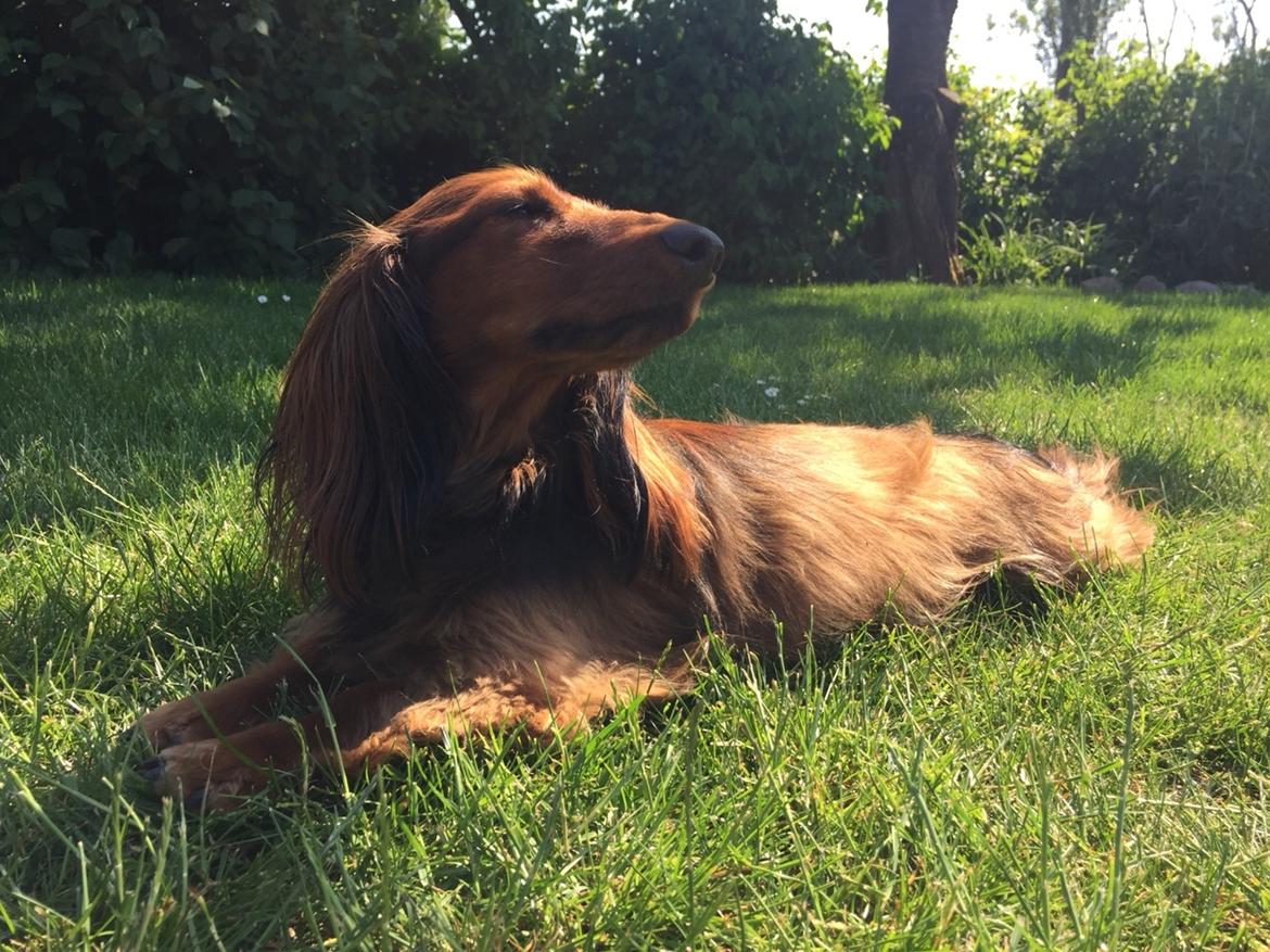 Gravhund Gonzo billede 1