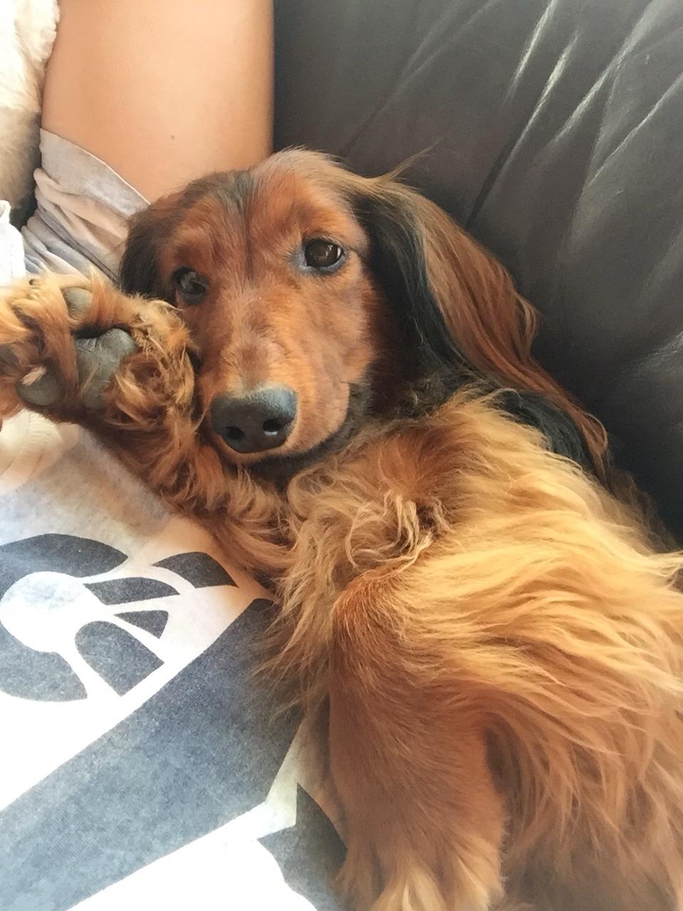 Gravhund Gonzo billede 2