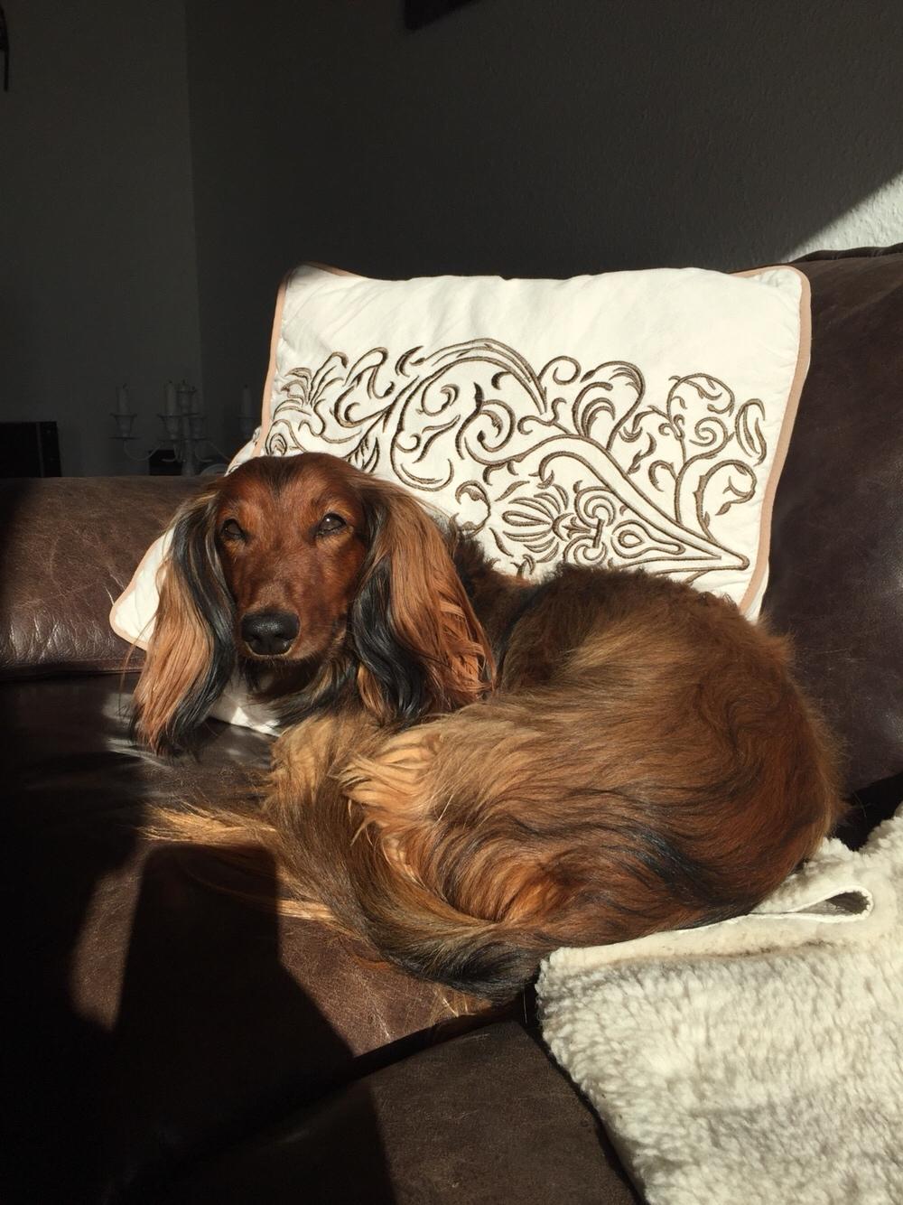 Gravhund Gonzo billede 4