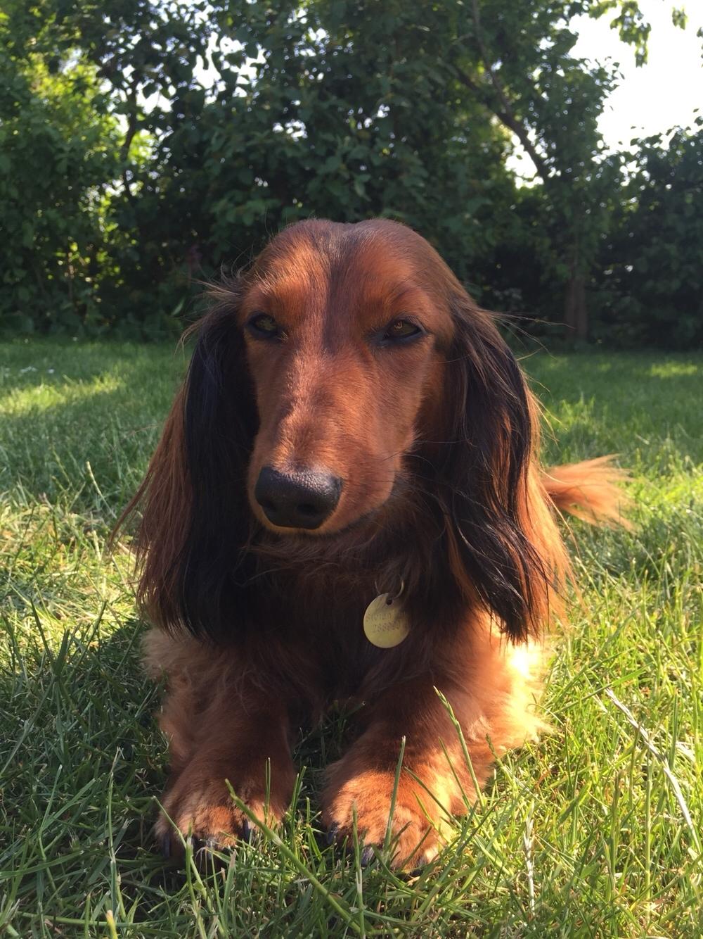 Gravhund Gonzo billede 3