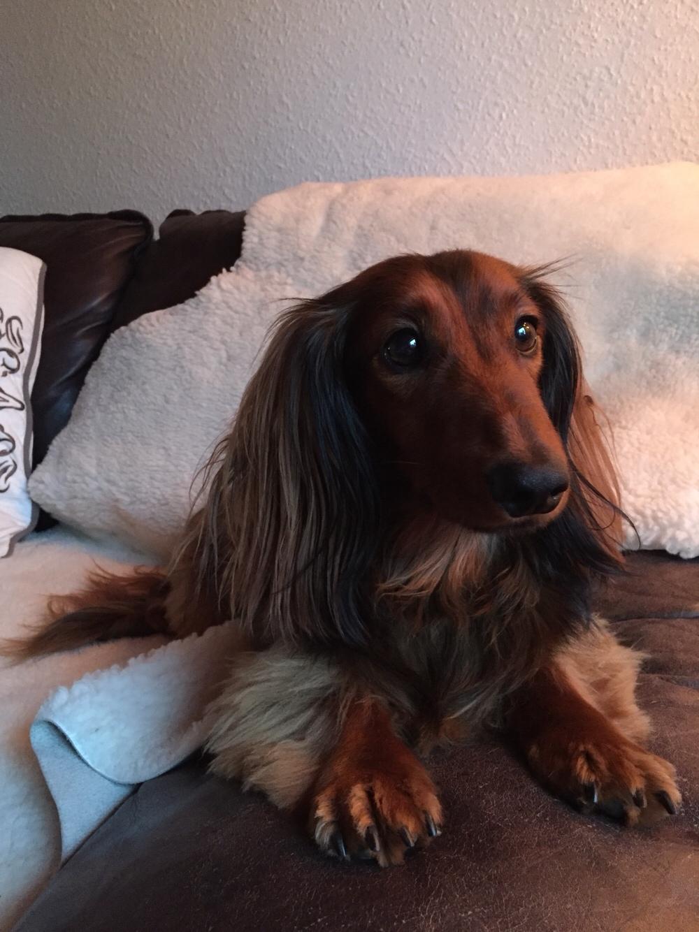 Gravhund Gonzo billede 5