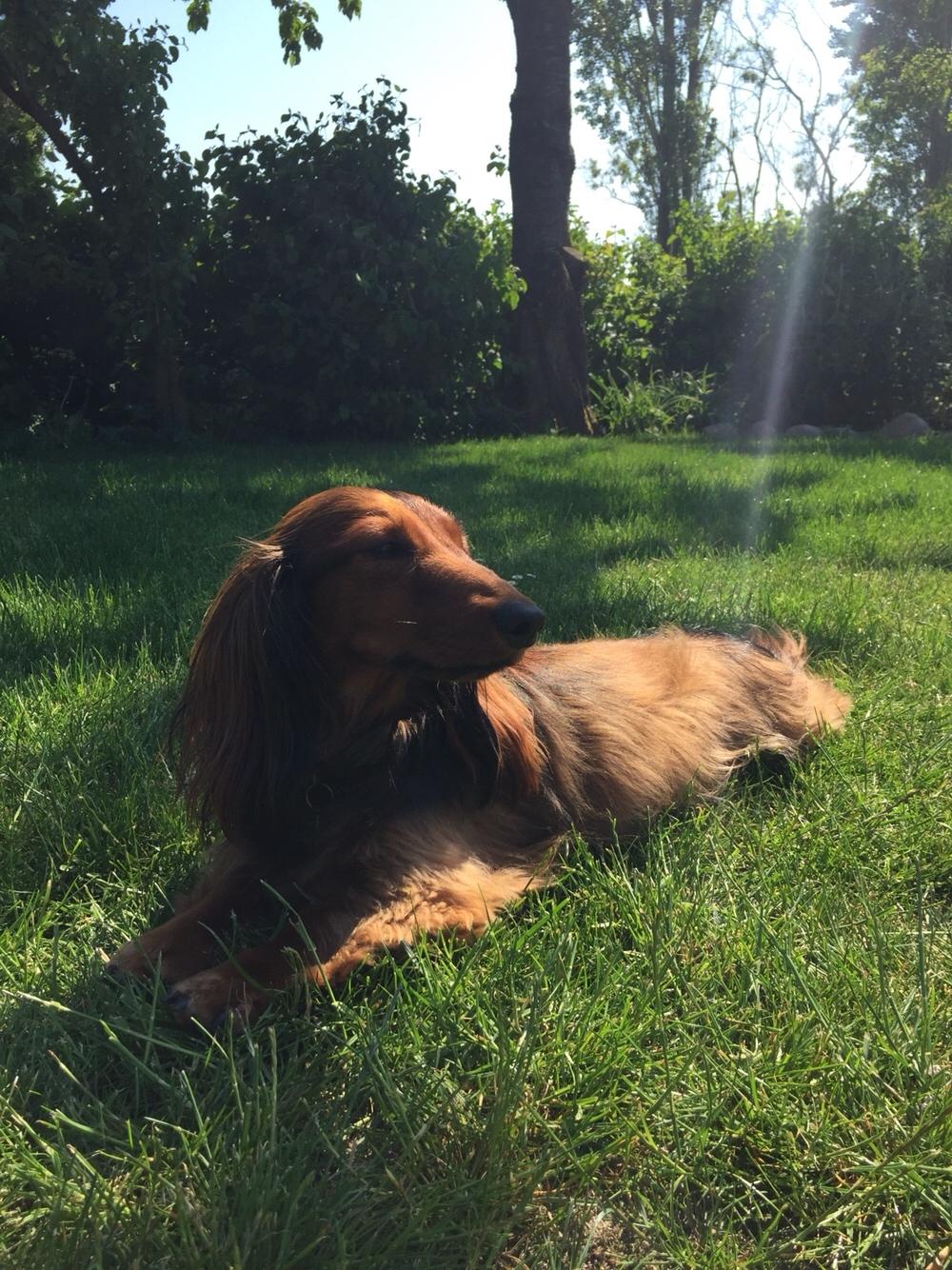 Gravhund Gonzo billede 7