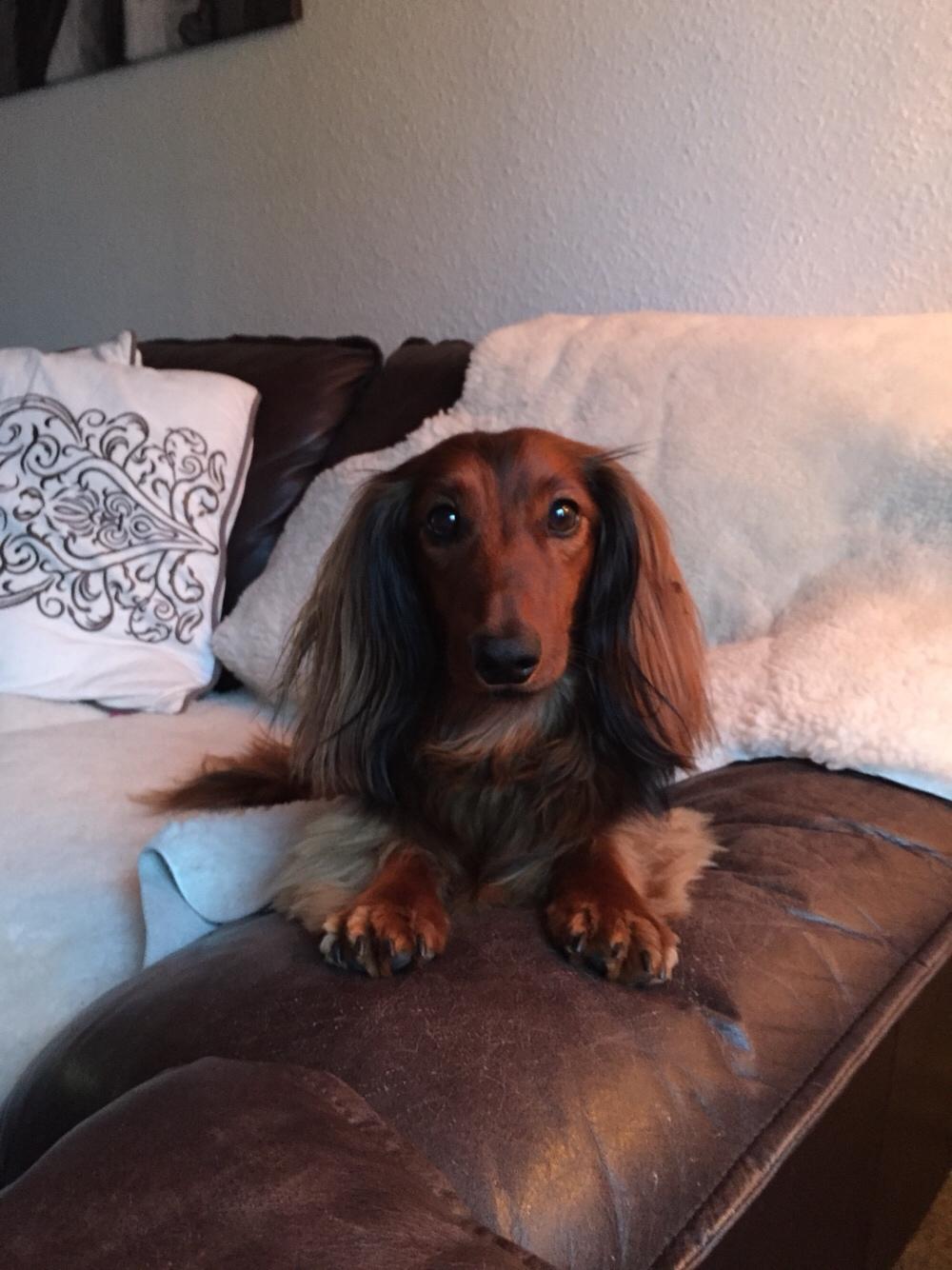 Gravhund Gonzo billede 8