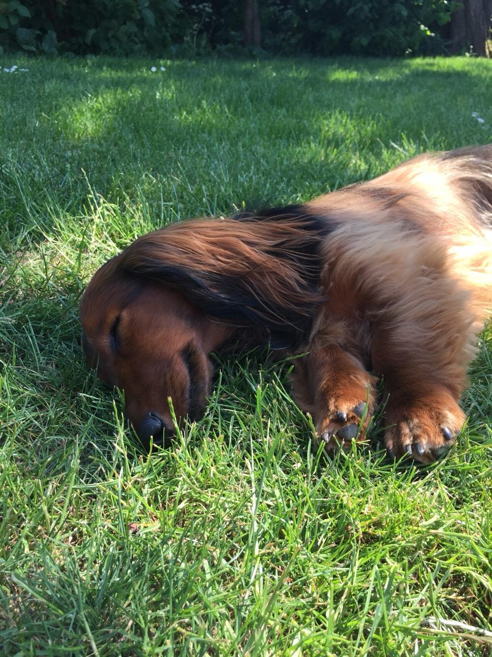 Gravhund Gonzo billede 6