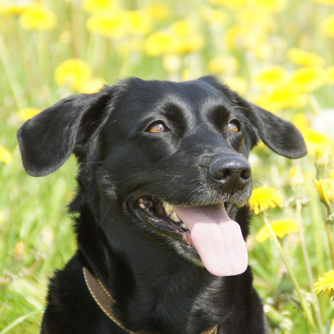 Blanding af racer Freja billede 1