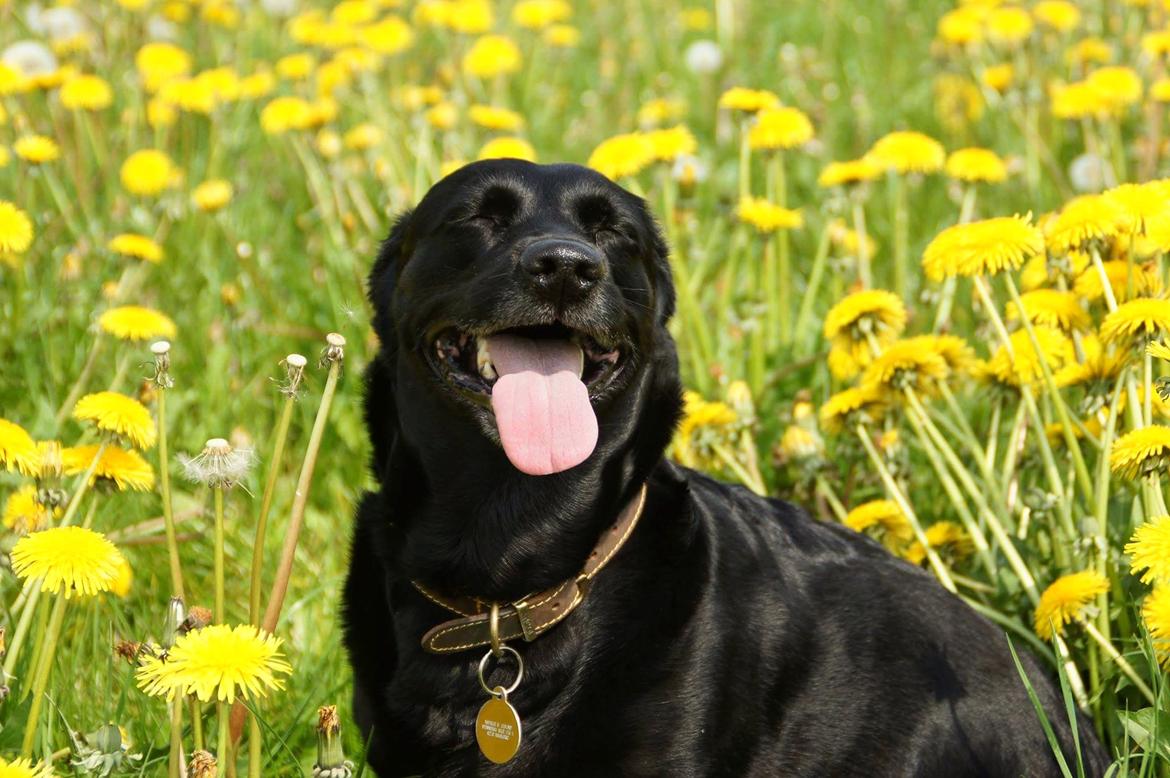 Blanding af racer Freja billede 3