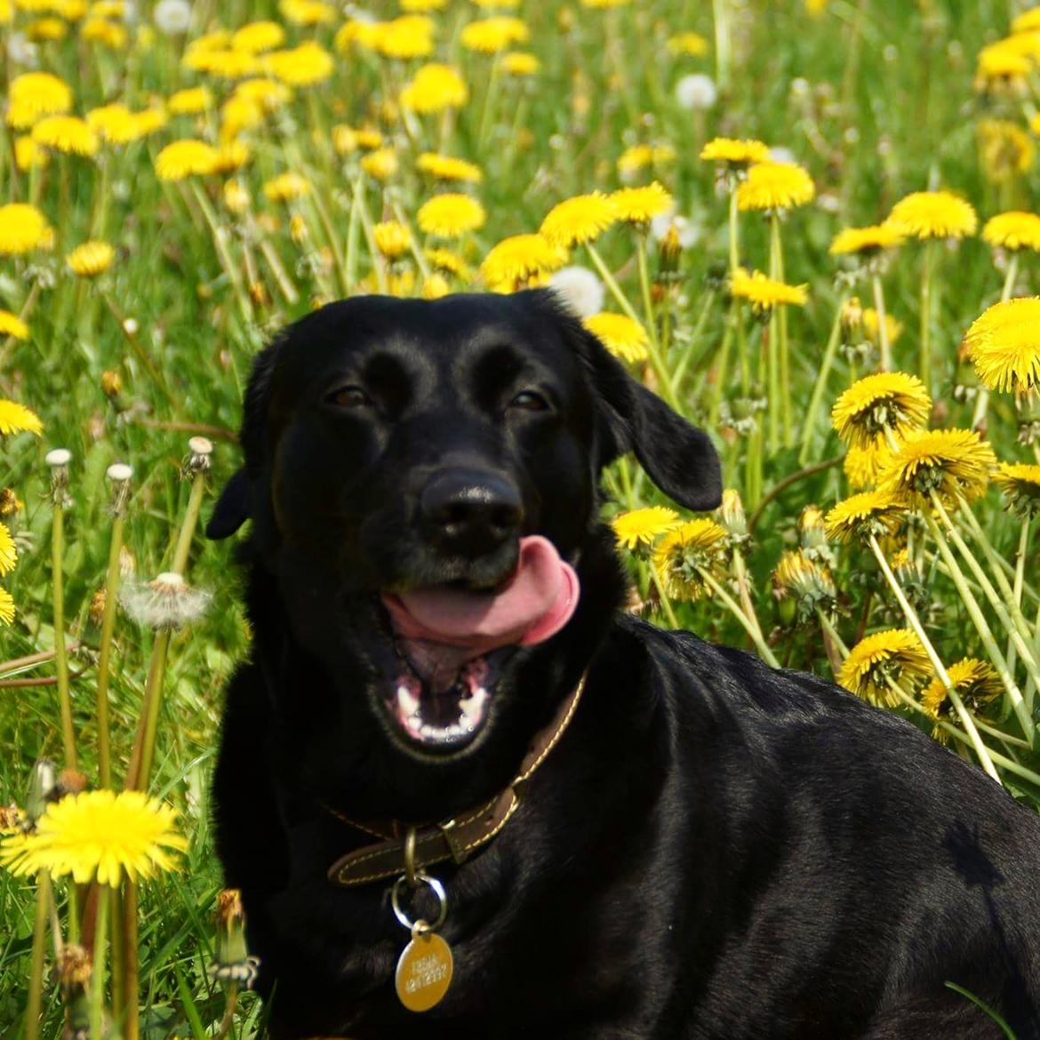 Blanding af racer Freja billede 11