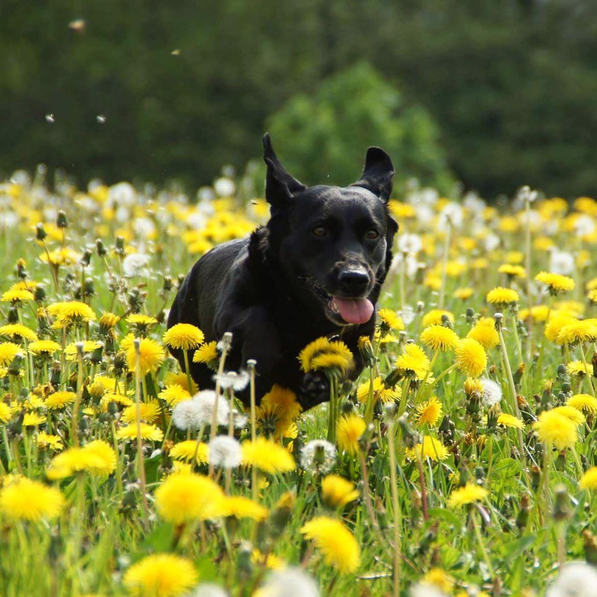 Blanding af racer Freja billede 12