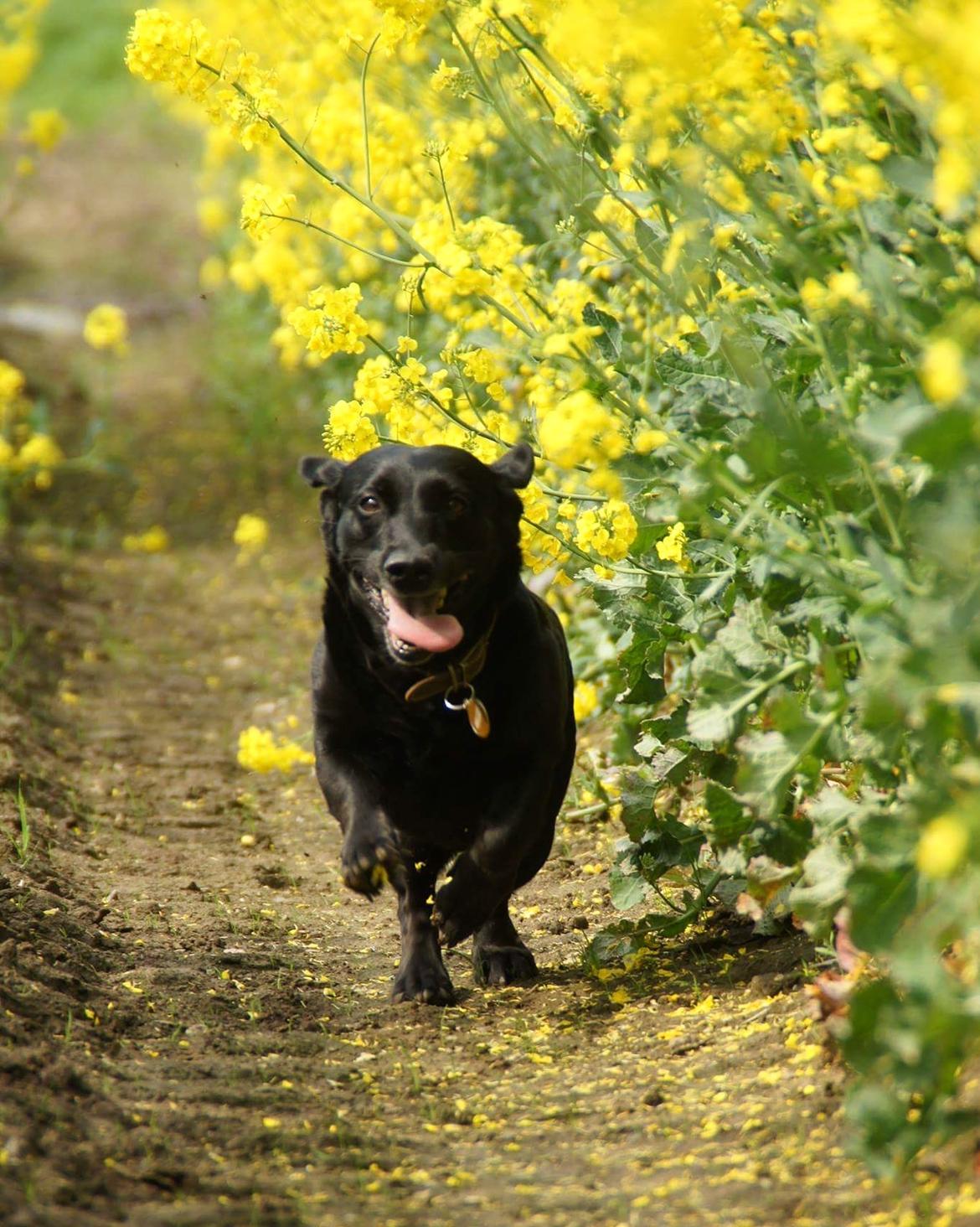 Blanding af racer Freja billede 9