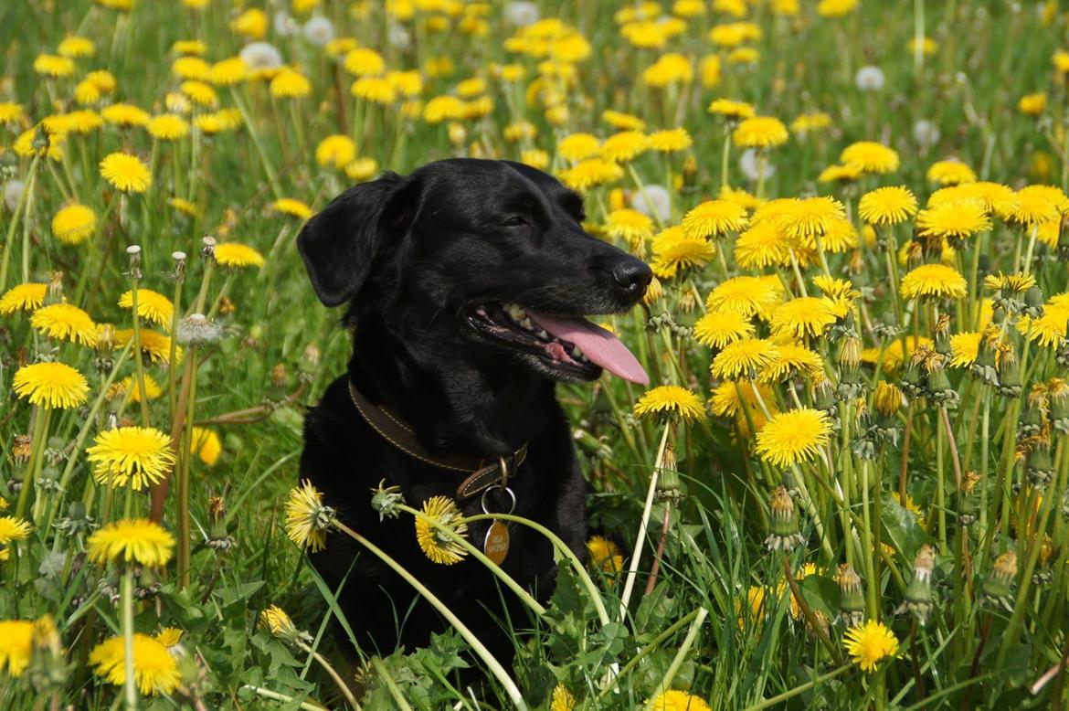 Blanding af racer Freja billede 5