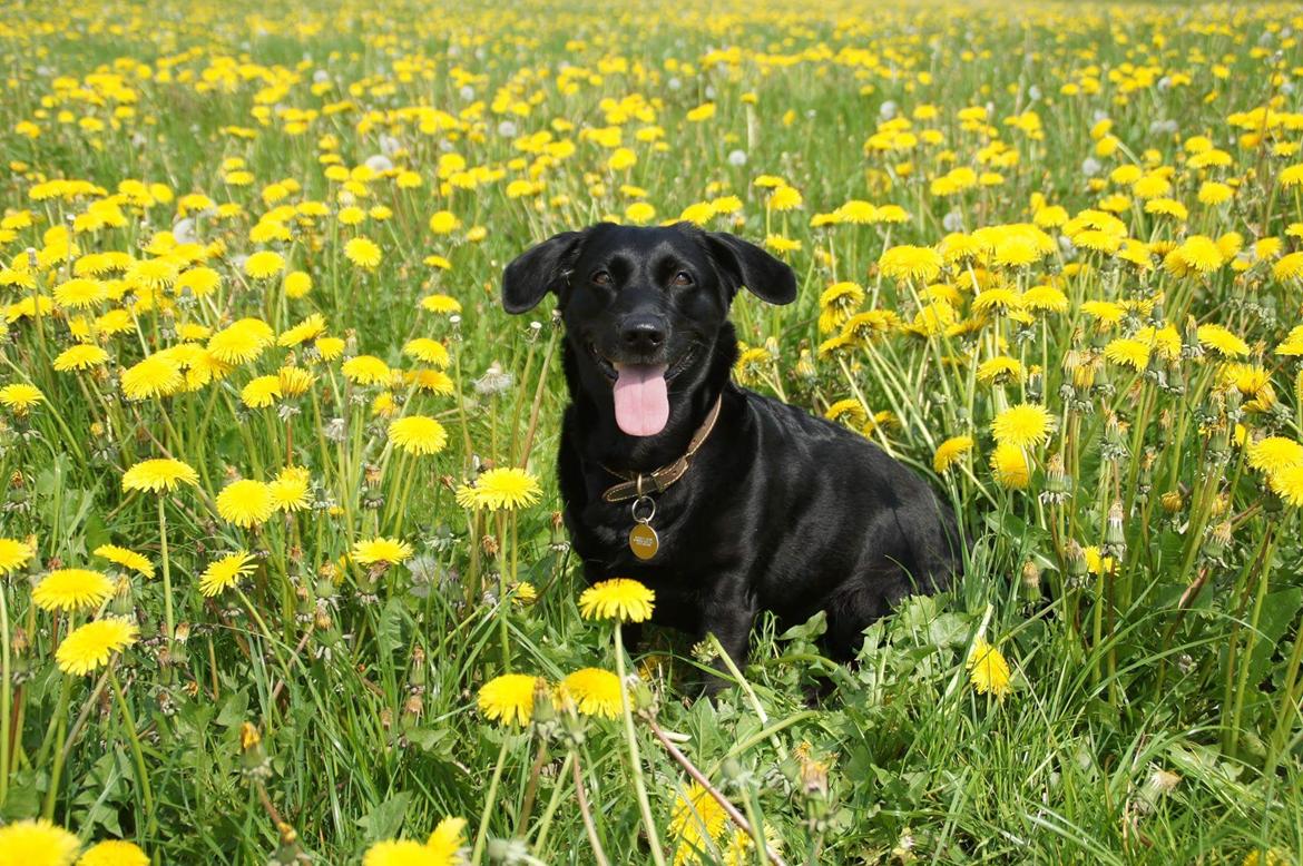 Blanding af racer Freja billede 4