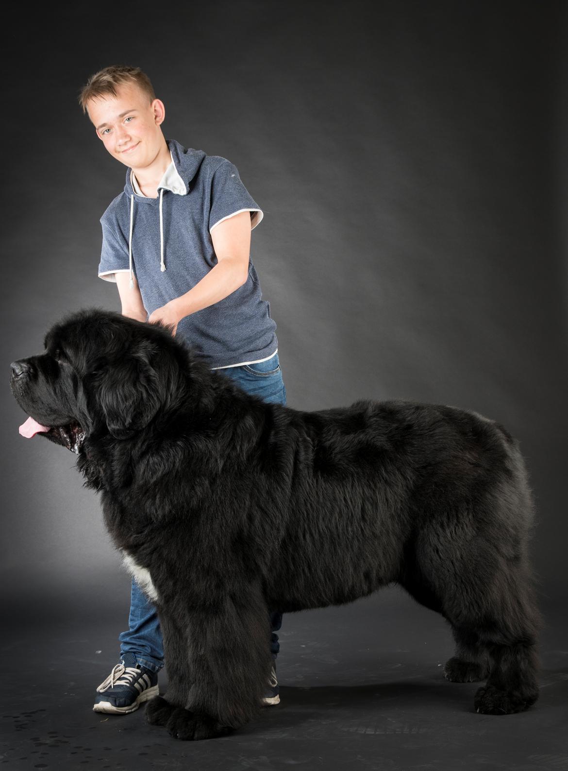 Newfoundlænder La Bella´s Youngster billede 29