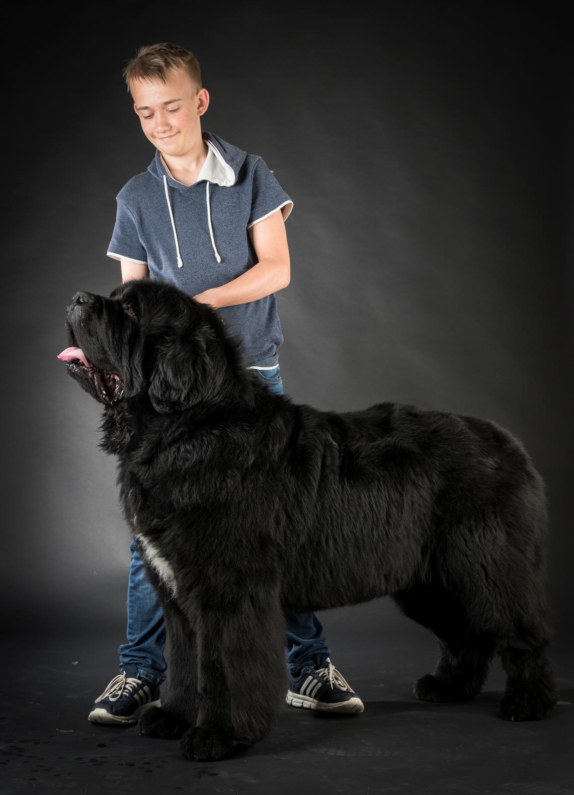 Newfoundlænder La Bella´s Youngster billede 30