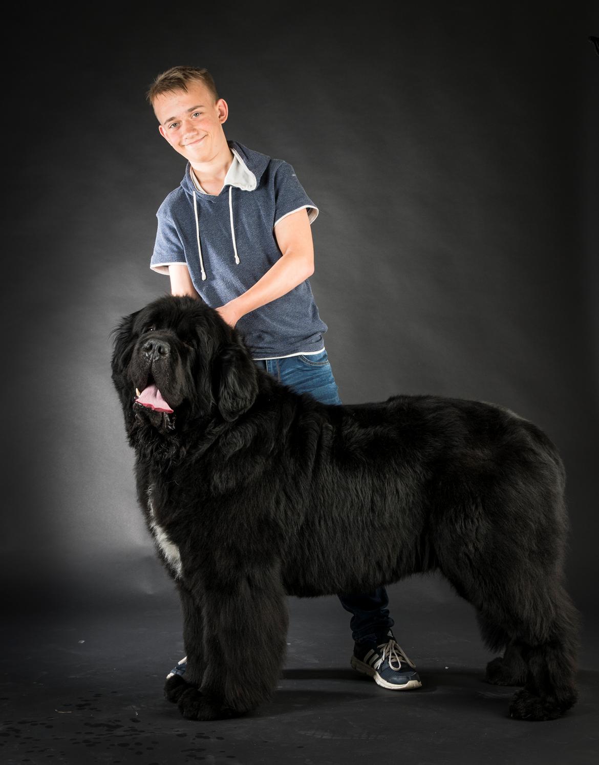 Newfoundlænder La Bella´s Youngster billede 32