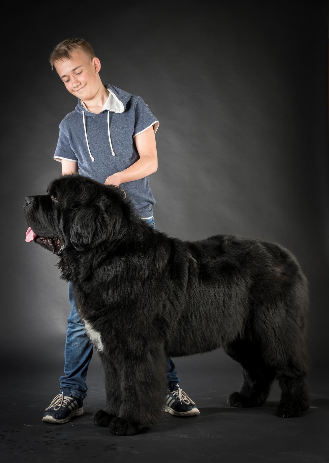 Newfoundlænder La Bella´s Youngster billede 31