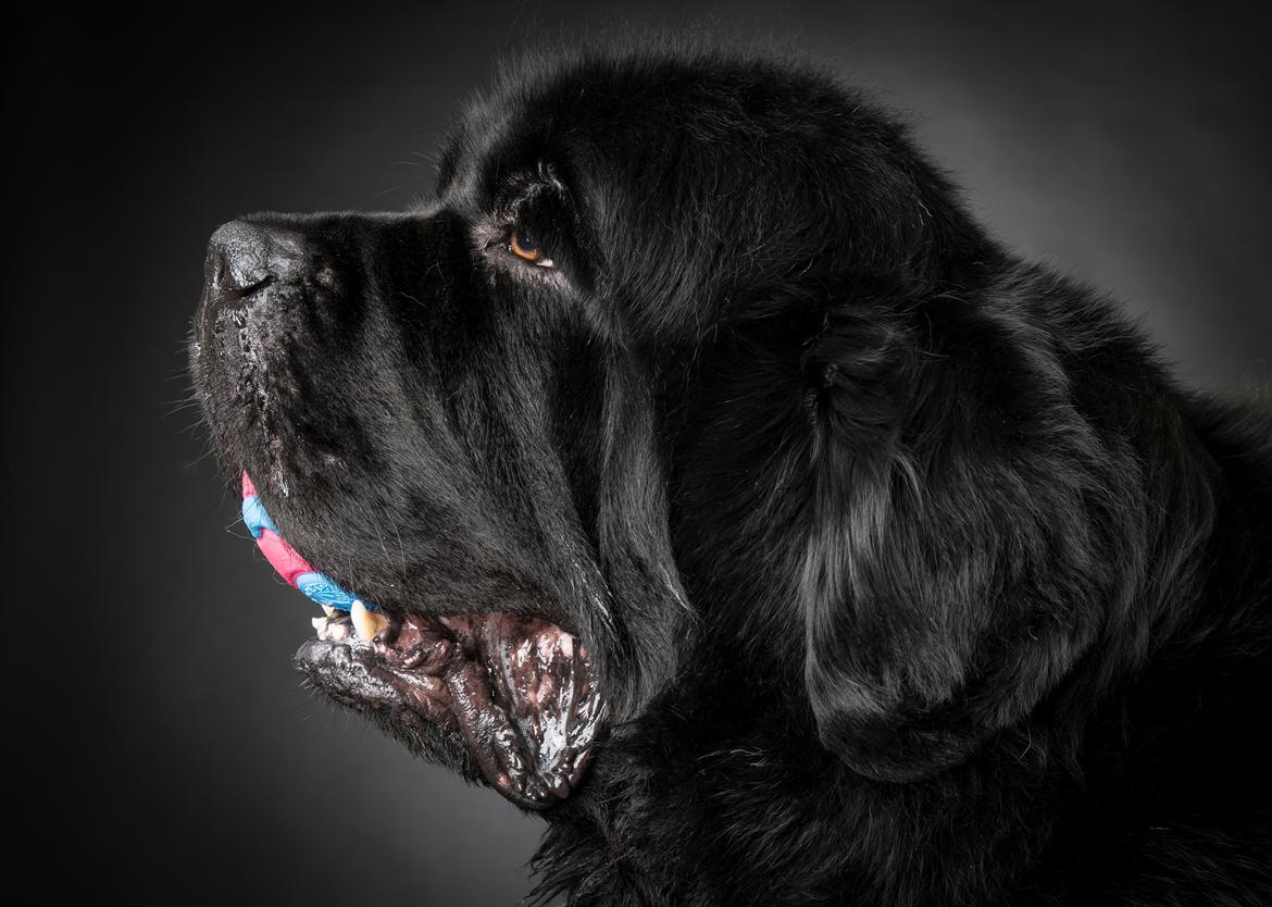 Newfoundlænder La Bella´s Youngster billede 34