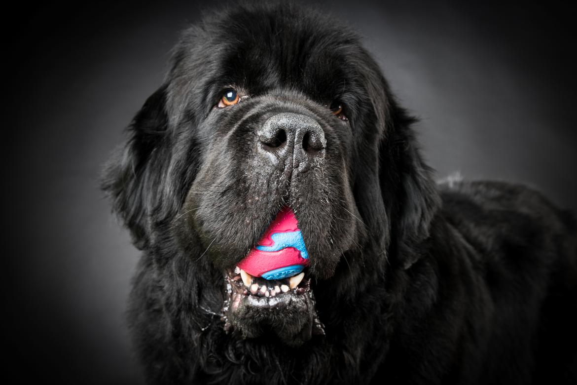 Newfoundlænder La Bella´s Youngster billede 1