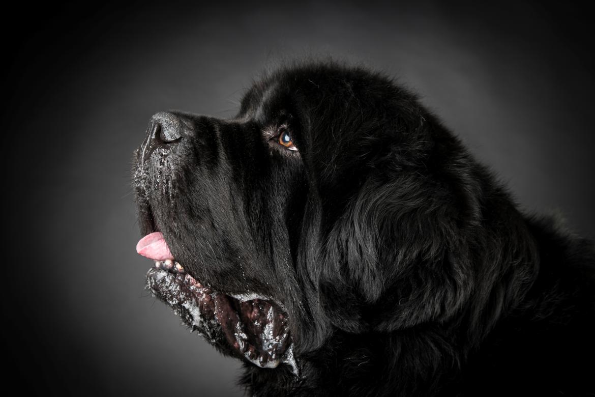 Newfoundlænder La Bella´s Youngster billede 35