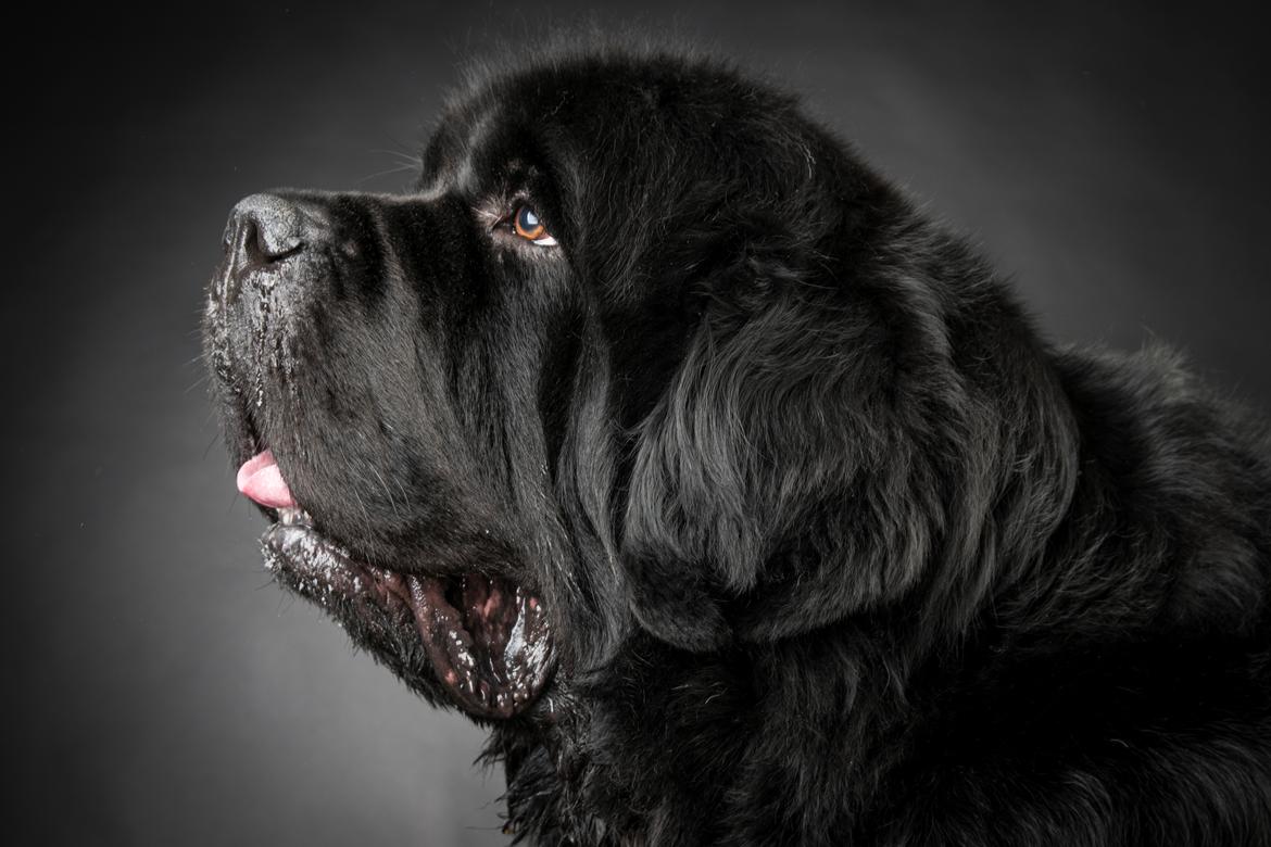 Newfoundlænder La Bella´s Youngster billede 37