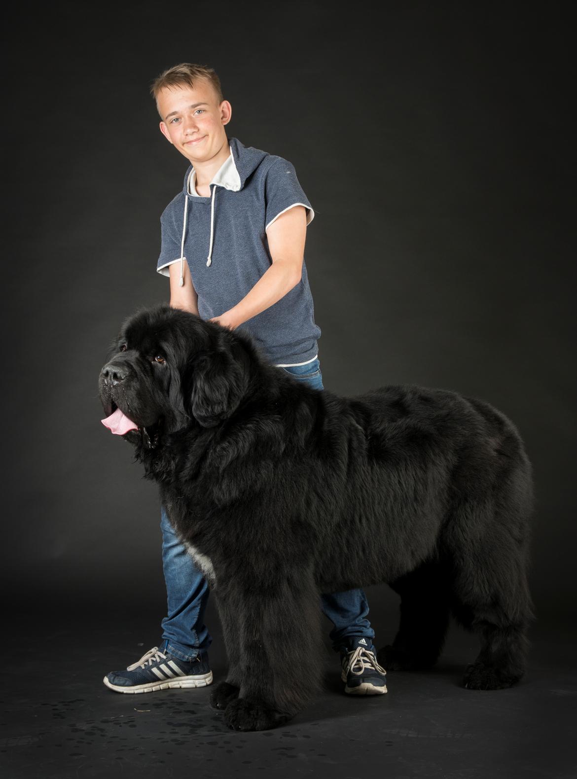 Newfoundlænder La Bella´s Youngster billede 33