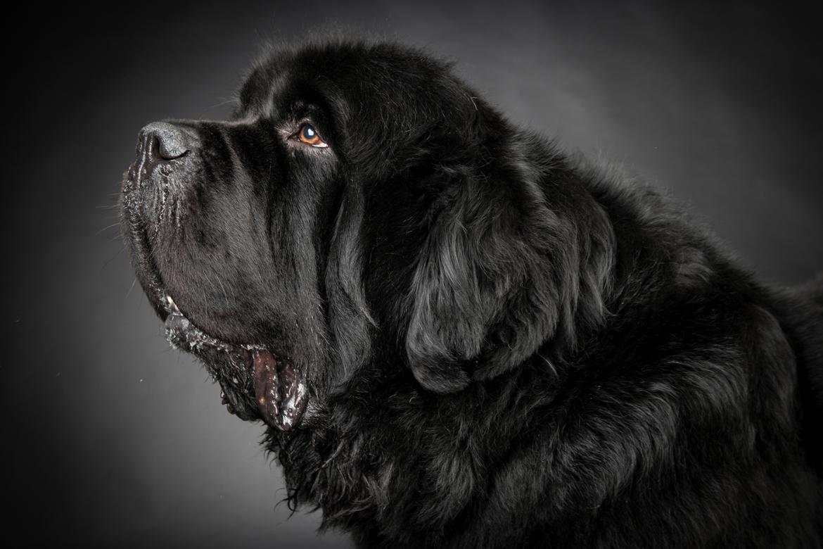 Newfoundlænder La Bella´s Youngster billede 39