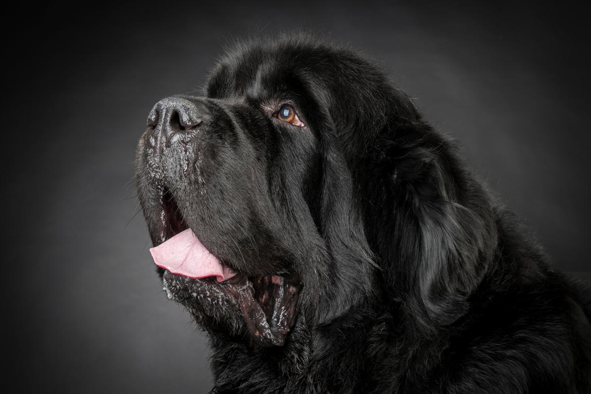 Newfoundlænder La Bella´s Youngster billede 38