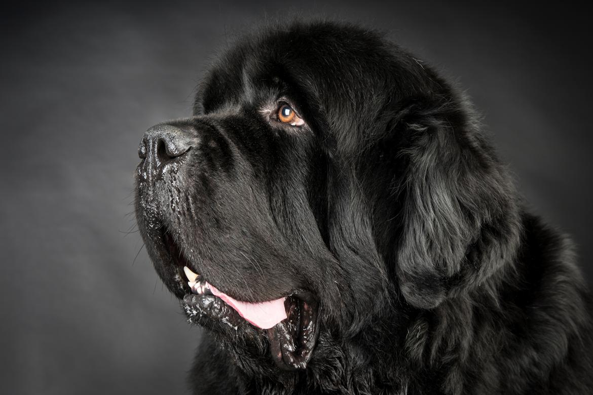 Newfoundlænder La Bella´s Youngster billede 42