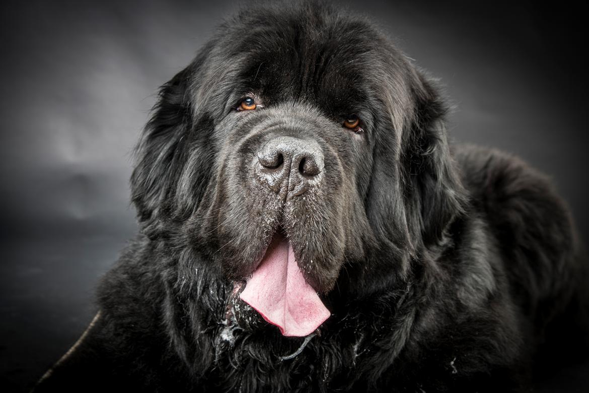 Newfoundlænder La Bella´s Youngster billede 41