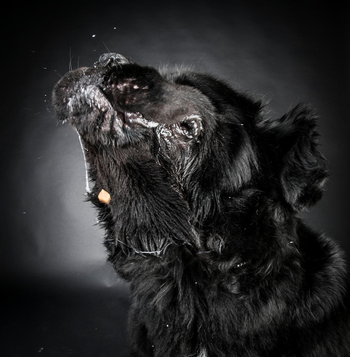 Newfoundlænder La Bella´s Youngster billede 44