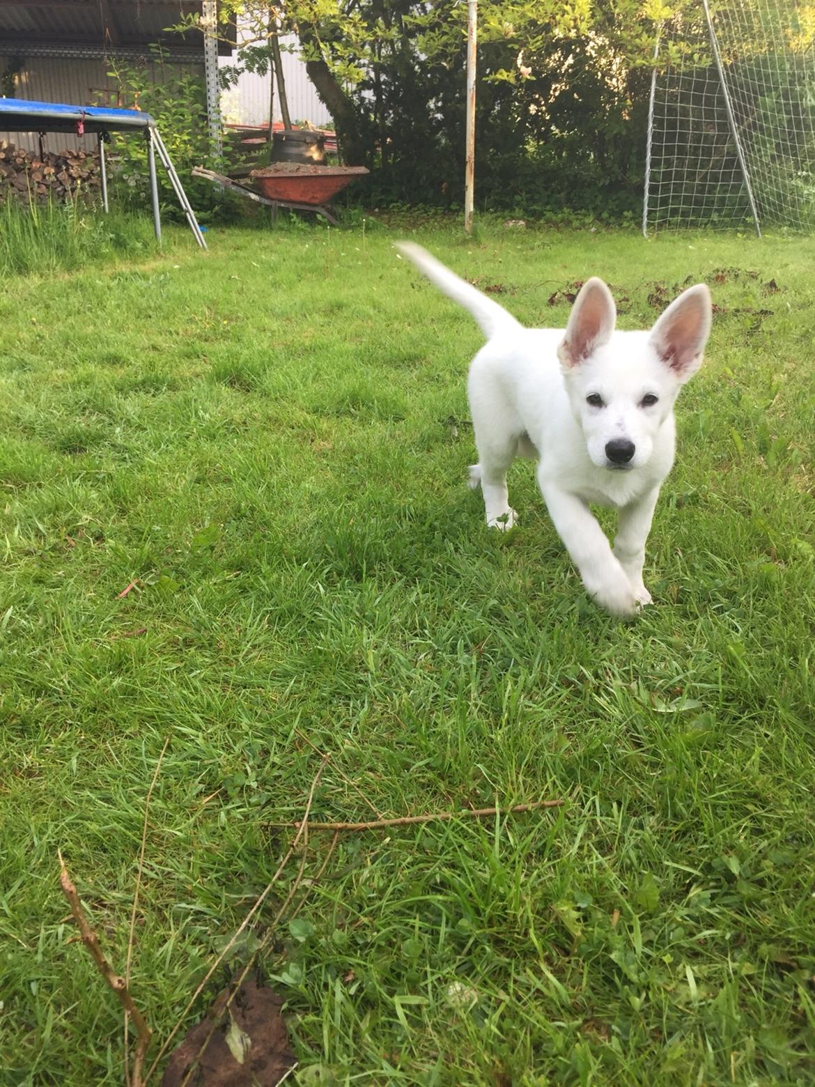 Hvid schæfer Thala billede 5