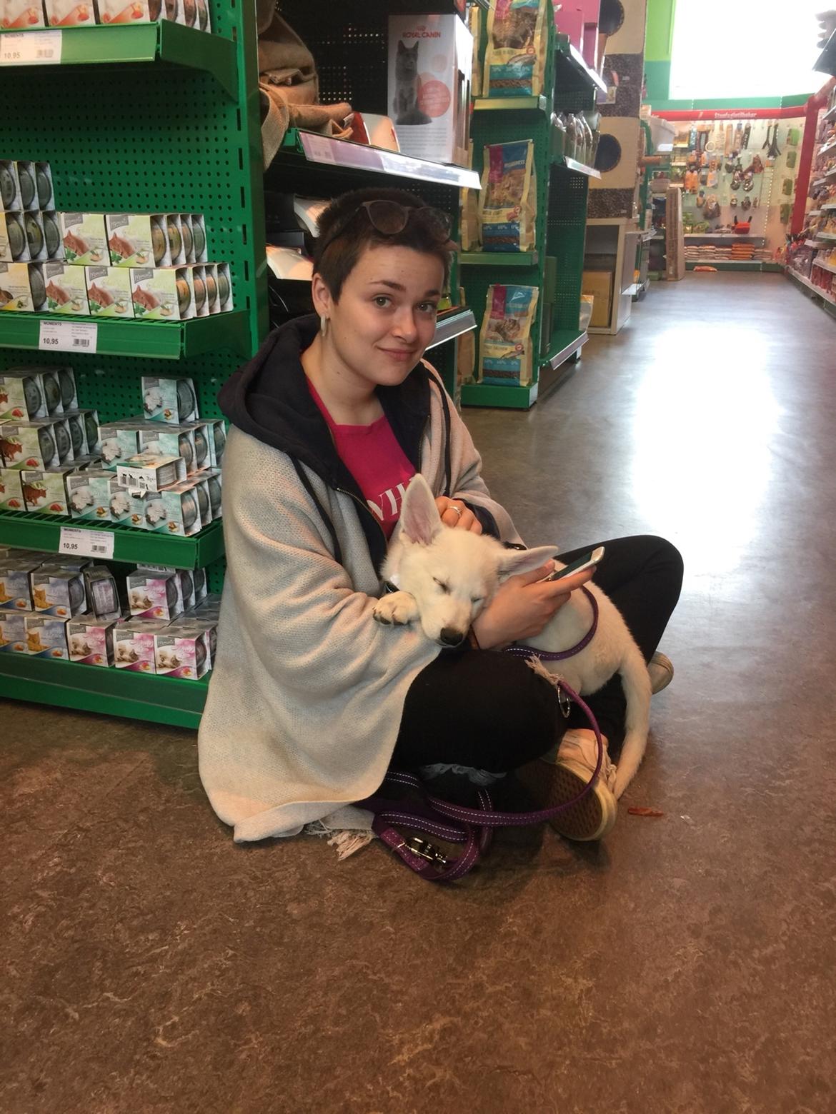 Hvid schæfer Thala billede 7