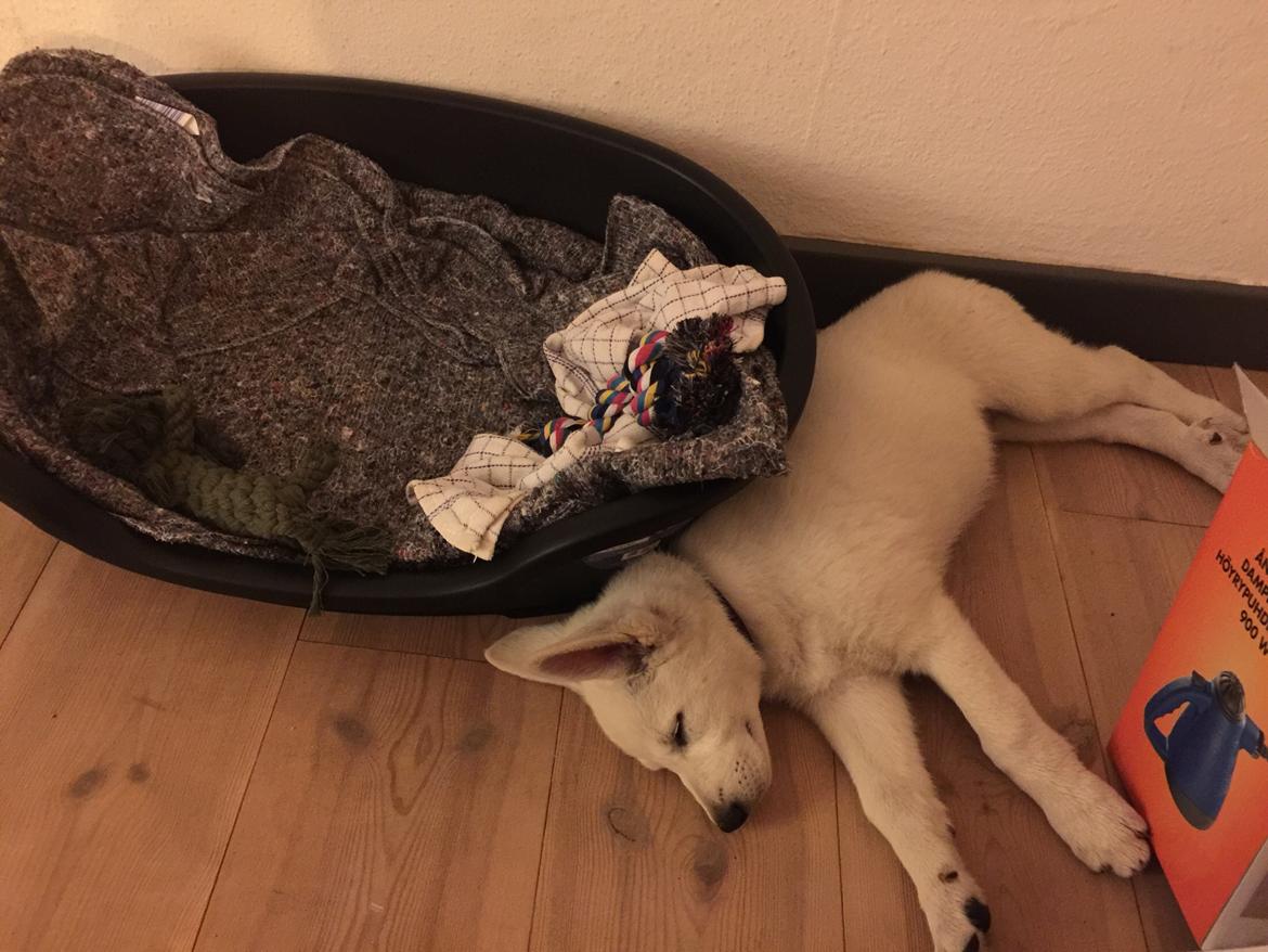 Hvid schæfer Thala billede 8