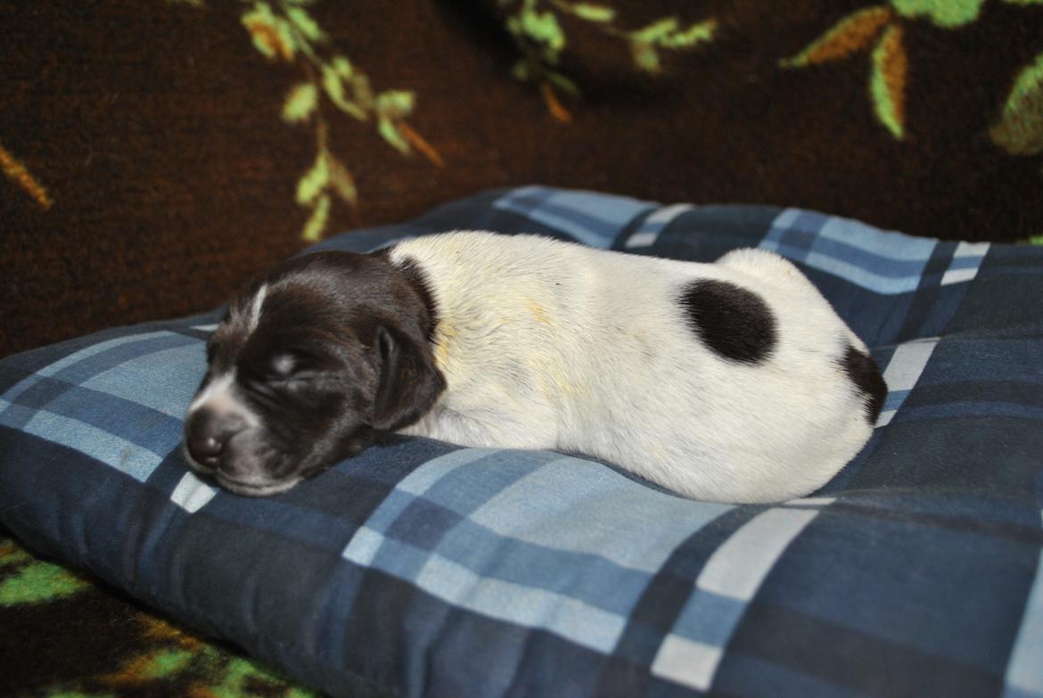 Ruhåret hønsehund Høbjerghus' A Lady (Plet) - 1.døgn gammel  billede 1