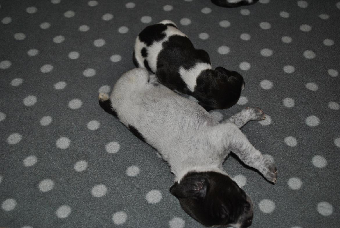 Ruhåret hønsehund Høbjerghus' A Lady (Plet) - 3.uger Plet er den største i kuldet her sammen med lillebror Alfredo som var den mindste billede 3