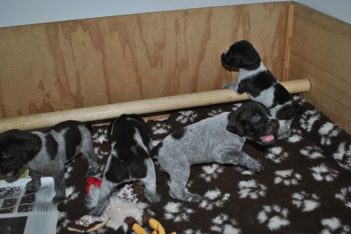 Ruhåret hønsehund Høbjerghus' A Lady (Plet) - 2.uge billede 2