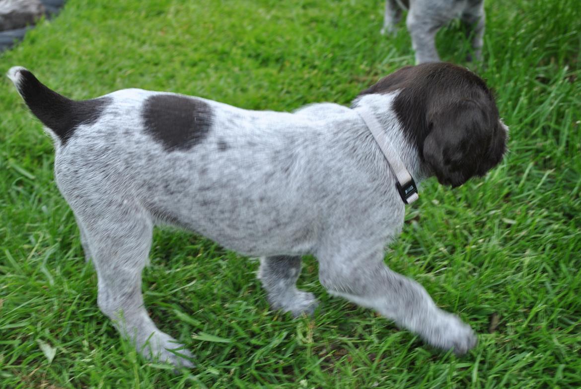 Ruhåret hønsehund Høbjerghus' A Lady (Plet) - 4 uger billede 4