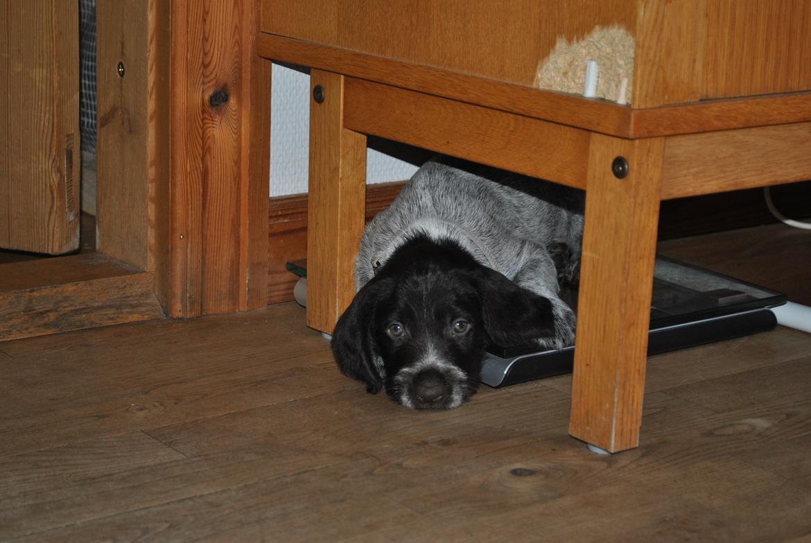 Ruhåret hønsehund Høbjerghus' A Lady (Plet) - 5 uger billede 5