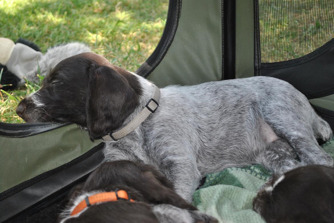 Ruhåret hønsehund Høbjerghus' A Lady (Plet) - 6 uger billede 6