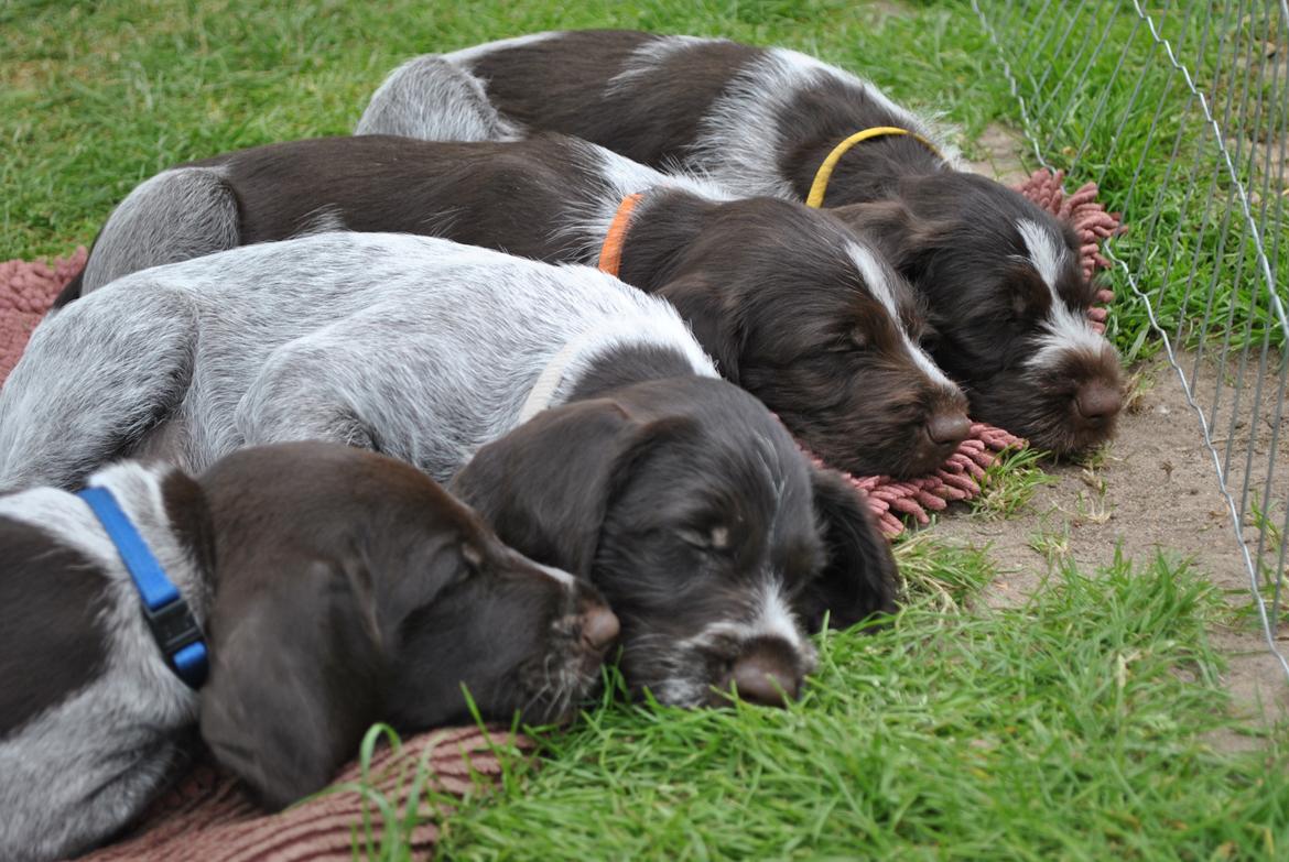 Ruhåret hønsehund Høbjerghus' A Lady (Plet) - 7 uger gammel sover til middag med mine søskende billede 7